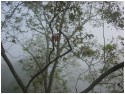 Fog