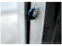 Iridescent