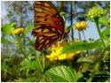 King of the Butterflies