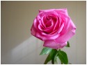 Pink Rose