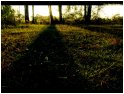 Reaching Shadows