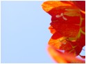 Side Flower