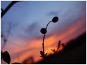 Winter Sunset